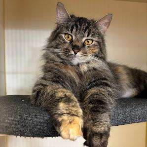 Enlarge Vivian, a Adoptable Domestic Long Hair in Kennett Square, PA image 1/1