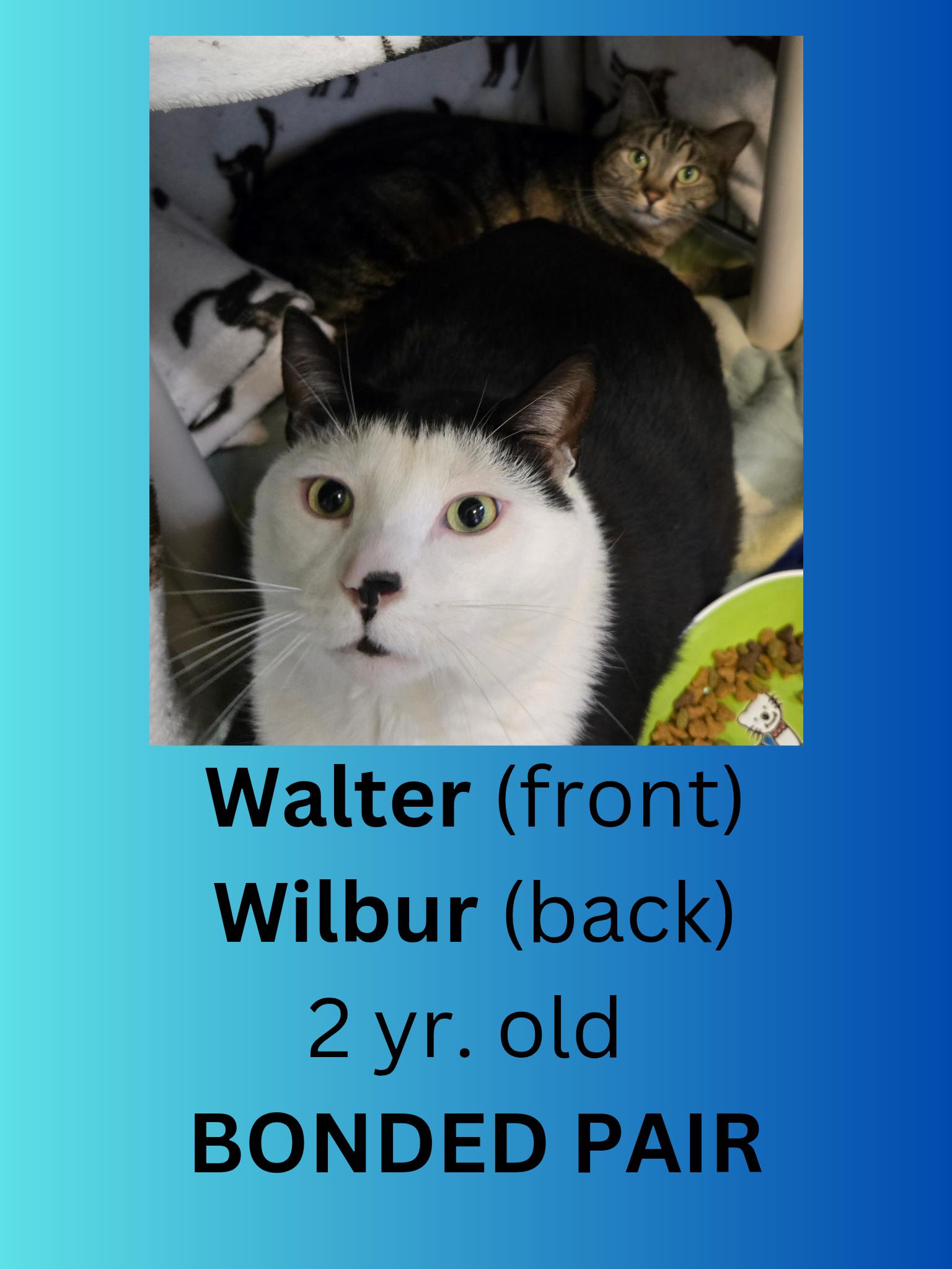 Walter & Wilbur, adopted, Adult Male Domestic Short Hair.