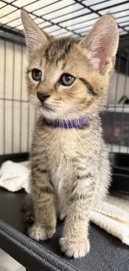 Enlarge Leni, a Adoptable mixed breed in Wilkesboro, NC image 2/3