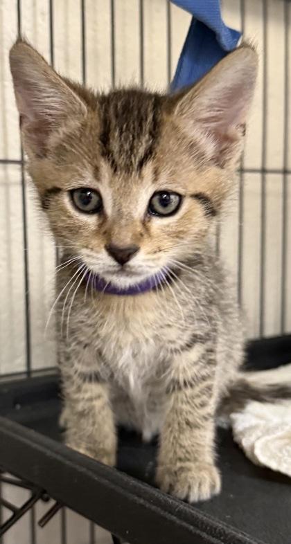 Enlarge Leni, a Adoptable mixed breed in Wilkesboro, NC image 3/3