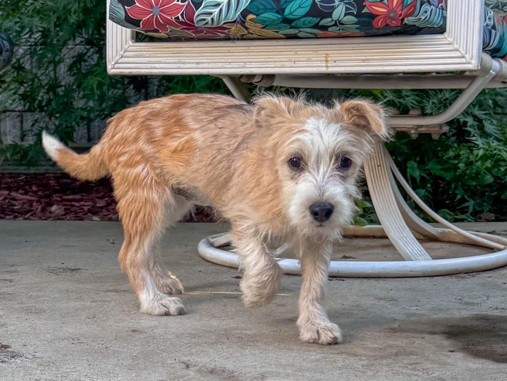 Enlarge BABY TIZZY , a Adoptable mixed breed in Fresno, CA image 2/5