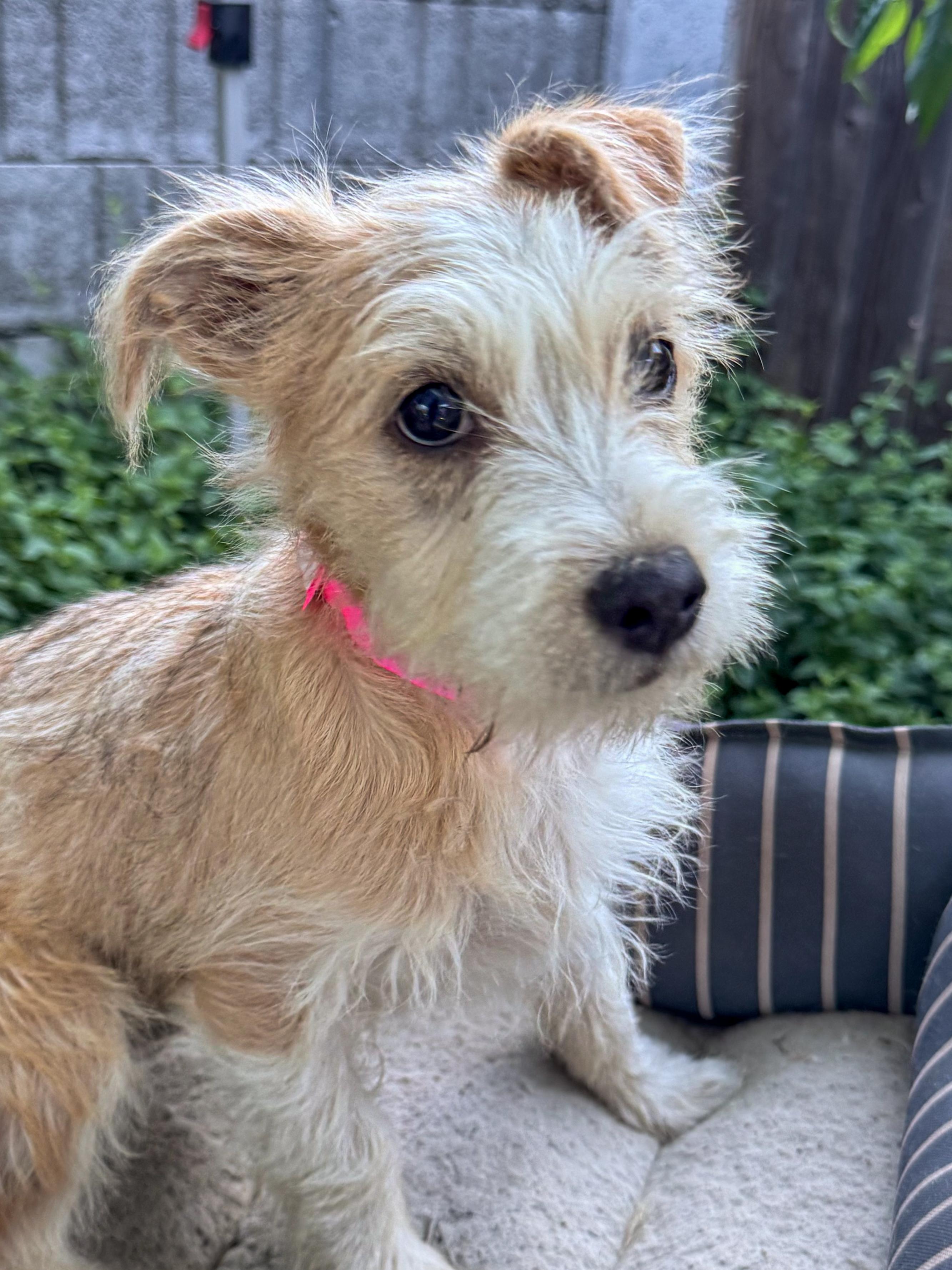 Enlarge BABY TIZZY , a Adoptable mixed breed in Fresno, CA image 5/5