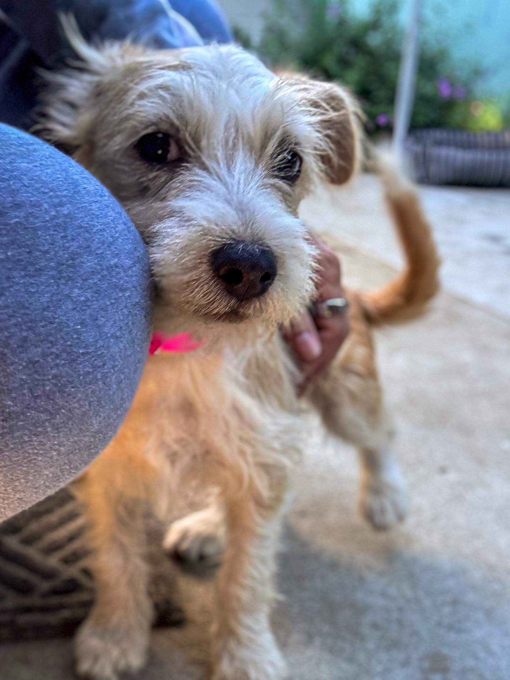 Enlarge BABY TIZZY , a Adoptable mixed breed in Fresno, CA image 3/5