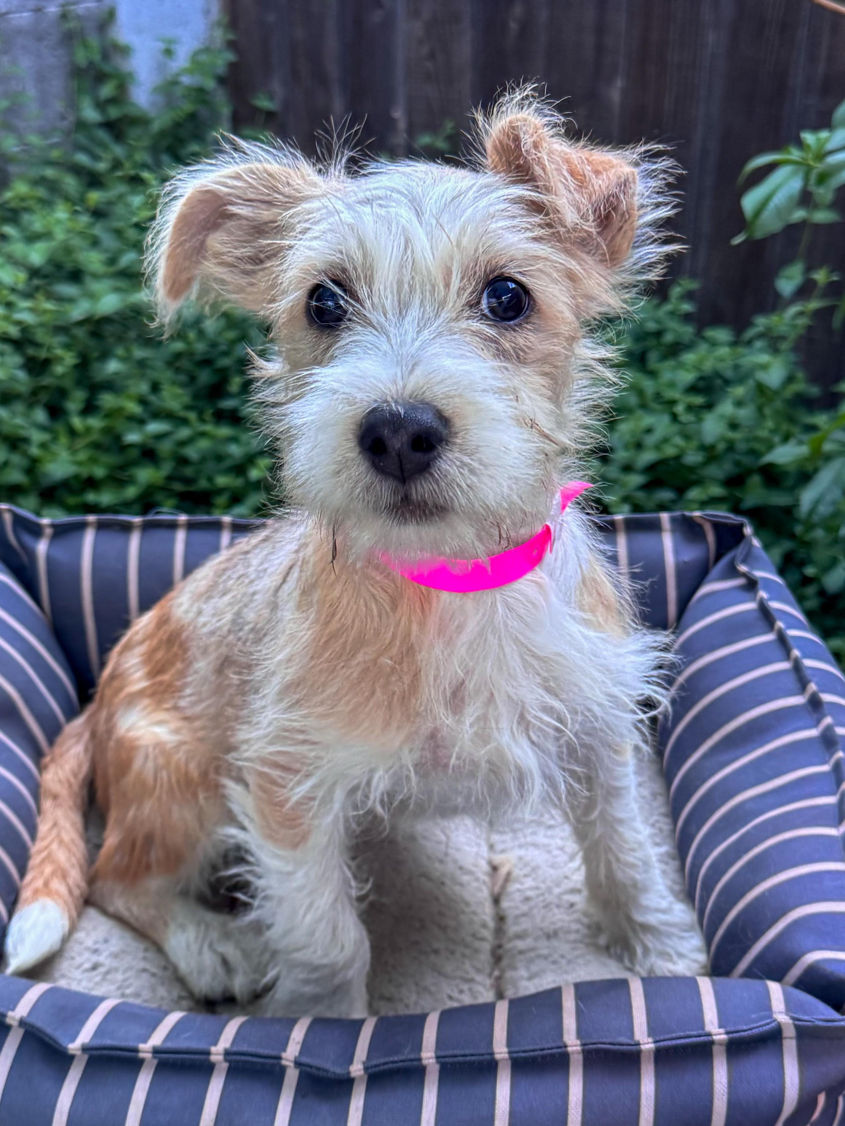 Enlarge BABY TIZZY , a Adoptable mixed breed in Fresno, CA image 4/5