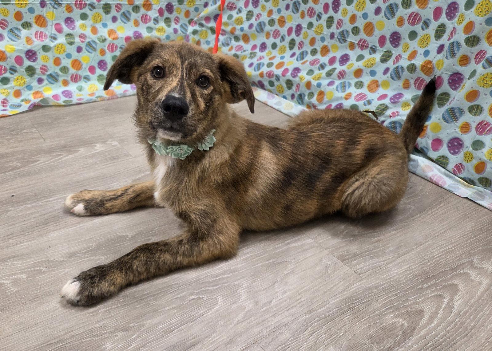 Yuki, Adoptable, Puppy Female Belgian Shepherd / Malinois & Australian Shepherd.