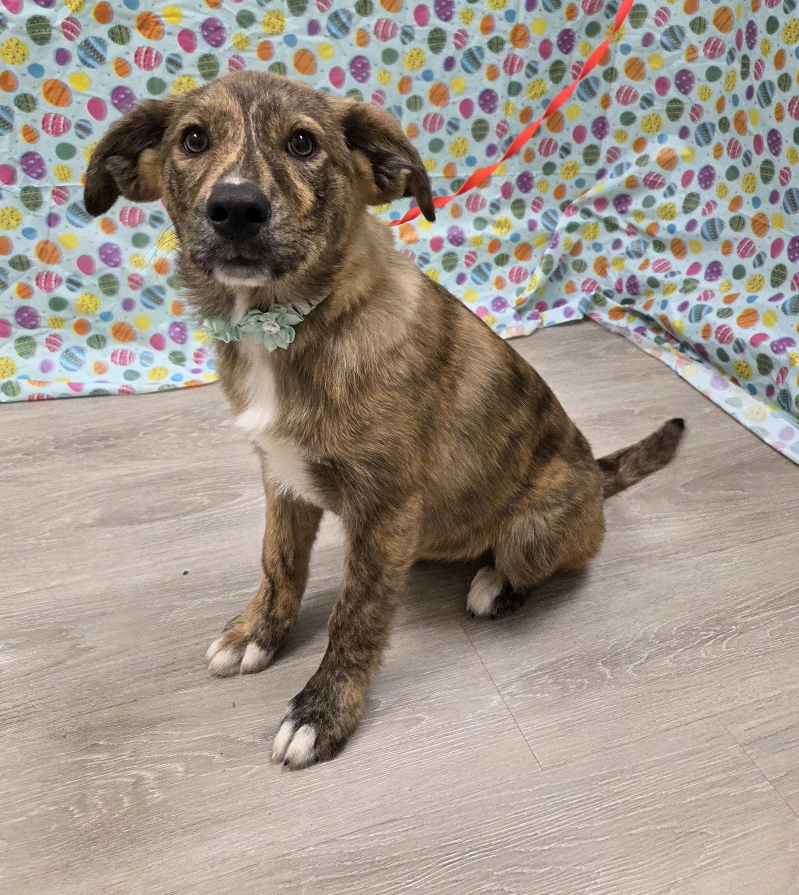 Yuki, a Adoptable mixed breed in Attalla, AL image 2/3