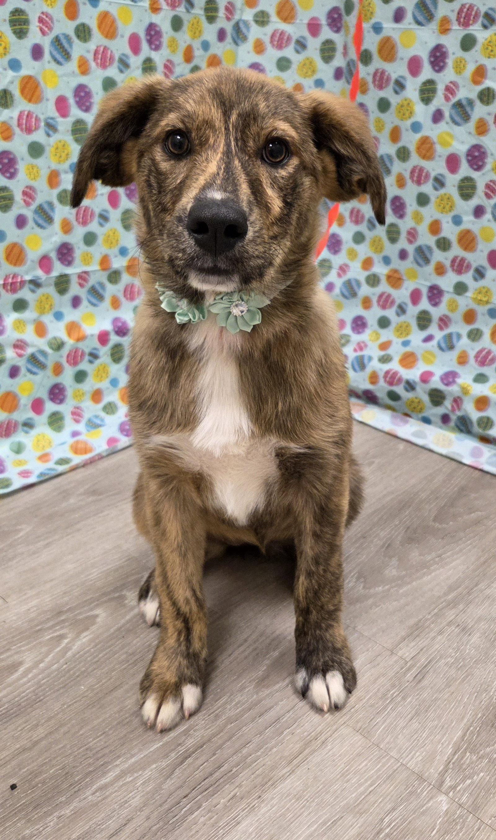 Yuki, a Adoptable mixed breed in Attalla, AL image 3/3