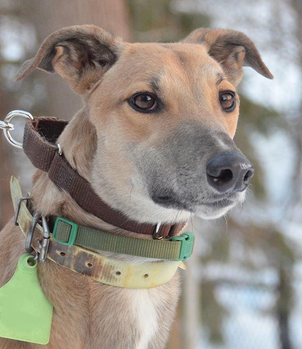 Enlarge Wally, a Adoptable Greyhound in Minneapolis, MN image 1/3
