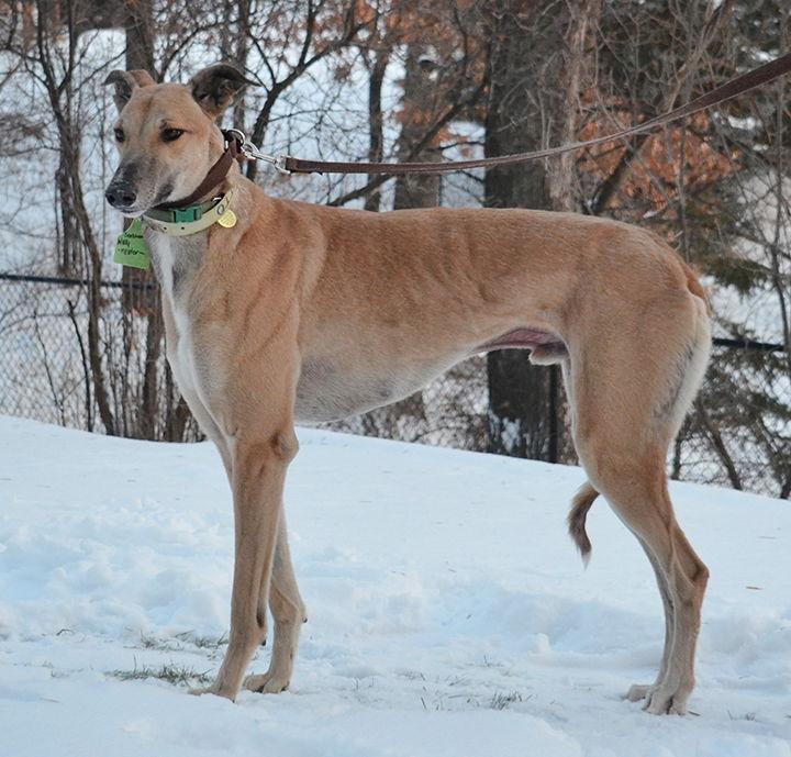 Enlarge Wally, a Adoptable Greyhound in Minneapolis, MN image 2/3