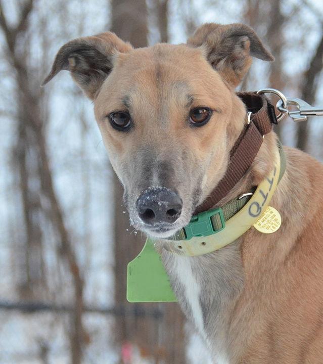Enlarge Wally, a Adoptable Greyhound in Minneapolis, MN image 3/3