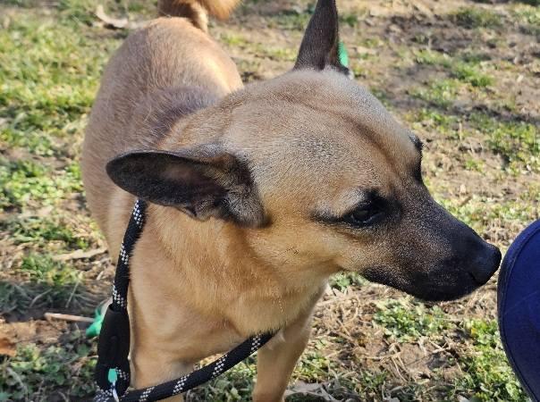 Enlarge Rufus, a ADOPTABLE mixed breed in Leonardtown, MD image 2/5