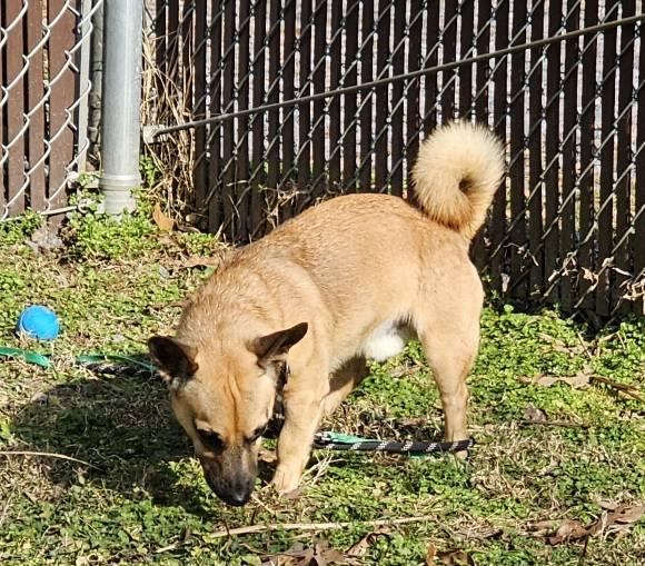 Enlarge Rufus, a ADOPTABLE mixed breed in Leonardtown, MD image 5/5