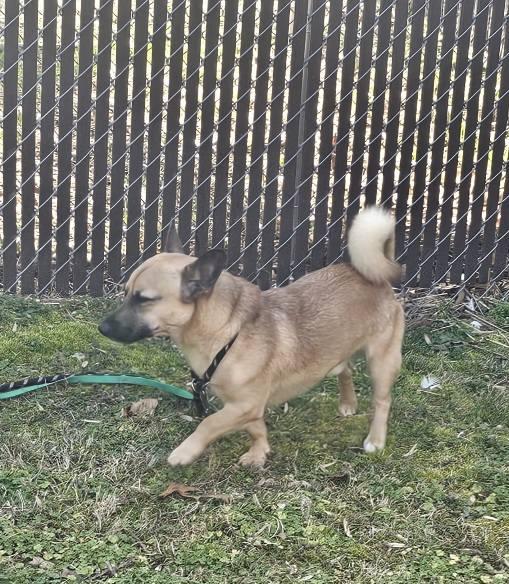 Rufus, ADOPTABLE, Young Male Corgi.