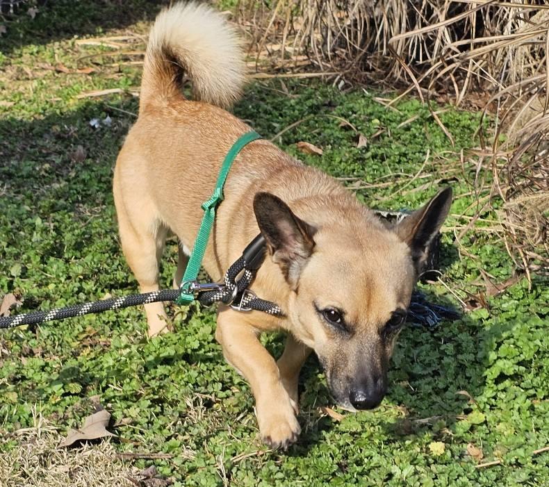 Enlarge Rufus, a ADOPTABLE mixed breed in Leonardtown, MD image 3/5