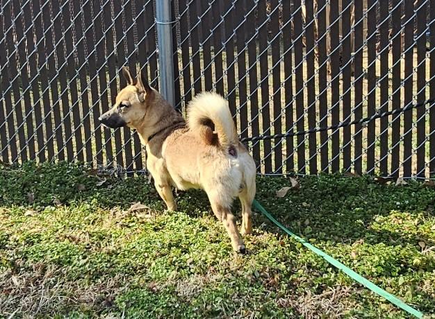 Enlarge Rufus, a ADOPTABLE mixed breed in Leonardtown, MD image 4/5