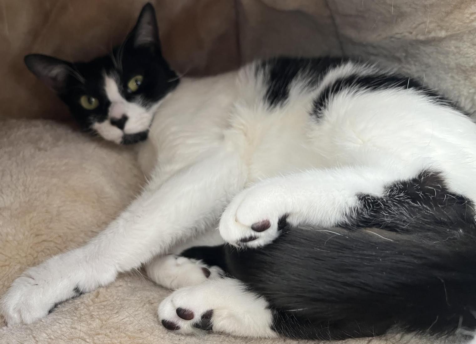 Enlarge Salsa, a Adoptable Domestic Short Hair in Greenburgh, NY image 4/6