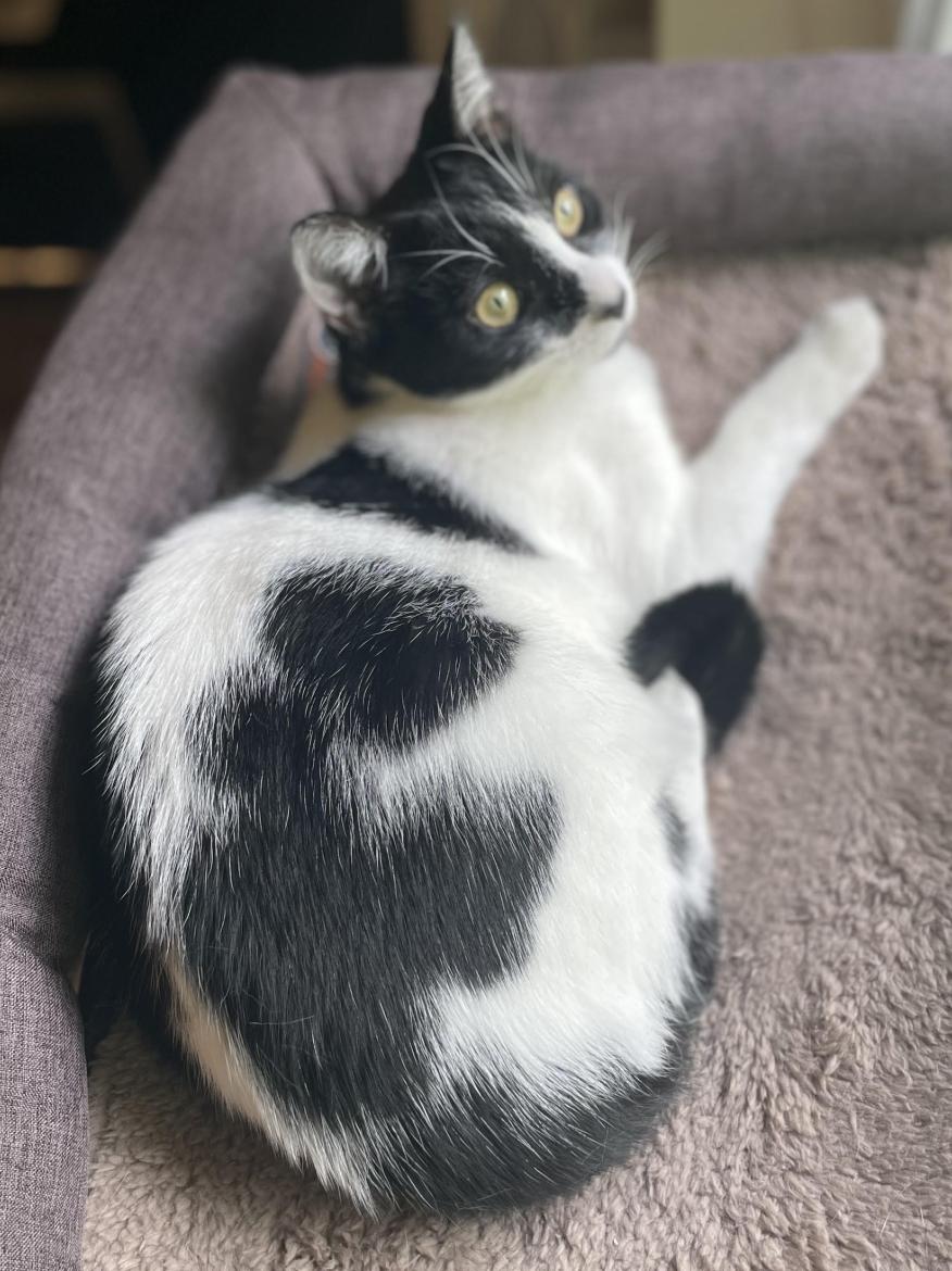 Enlarge Salsa, a Adoptable Domestic Short Hair in Greenburgh, NY image 3/5