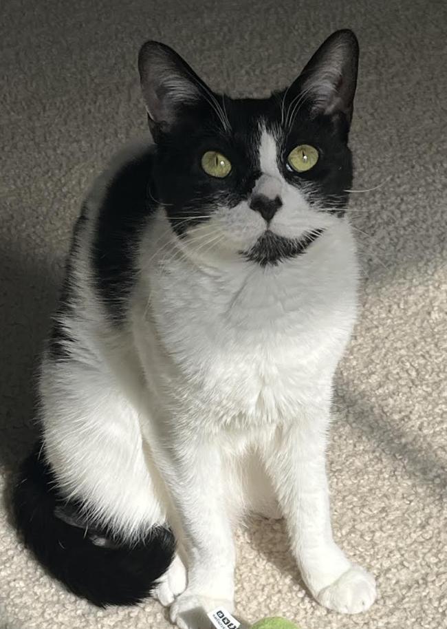 Enlarge Salsa, a Adoptable Domestic Short Hair in Greenburgh, NY image 1/6