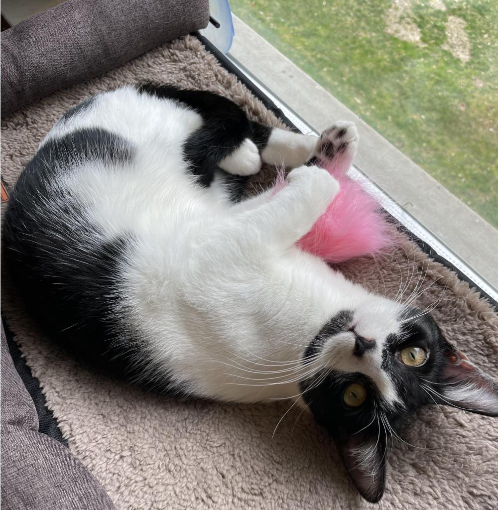 Enlarge Salsa, a Adoptable Domestic Short Hair in Greenburgh, NY image 2/5