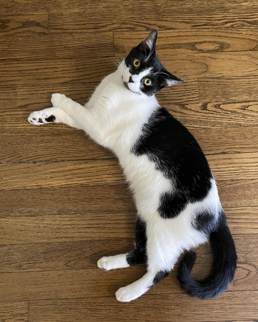 Enlarge Salsa, a Adoptable Domestic Short Hair in Greenburgh, NY image 5/5