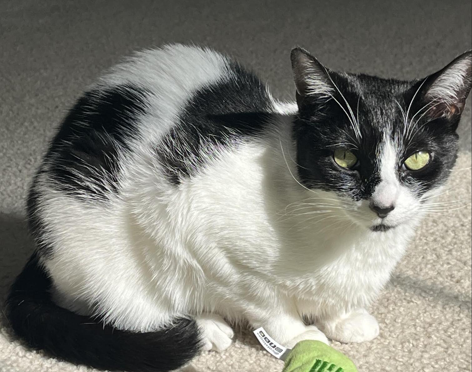 Enlarge Salsa, a Adoptable Domestic Short Hair in Greenburgh, NY image 2/6