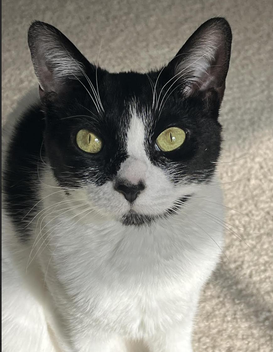 Salsa, Adoptable, Young Female Domestic Short Hair.