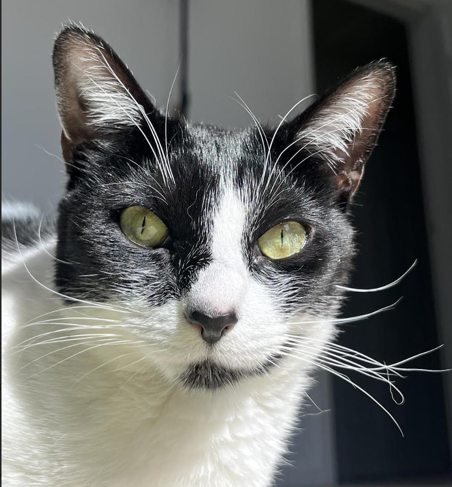 Salsa, Adoptable, Young Female Domestic Short Hair.