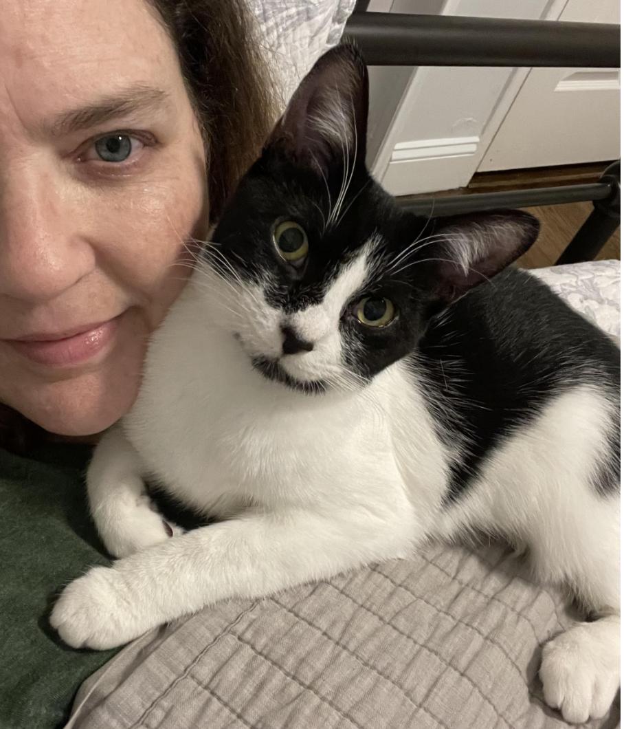 Enlarge Salsa, a Adoptable Domestic Short Hair in Greenburgh, NY image 4/5