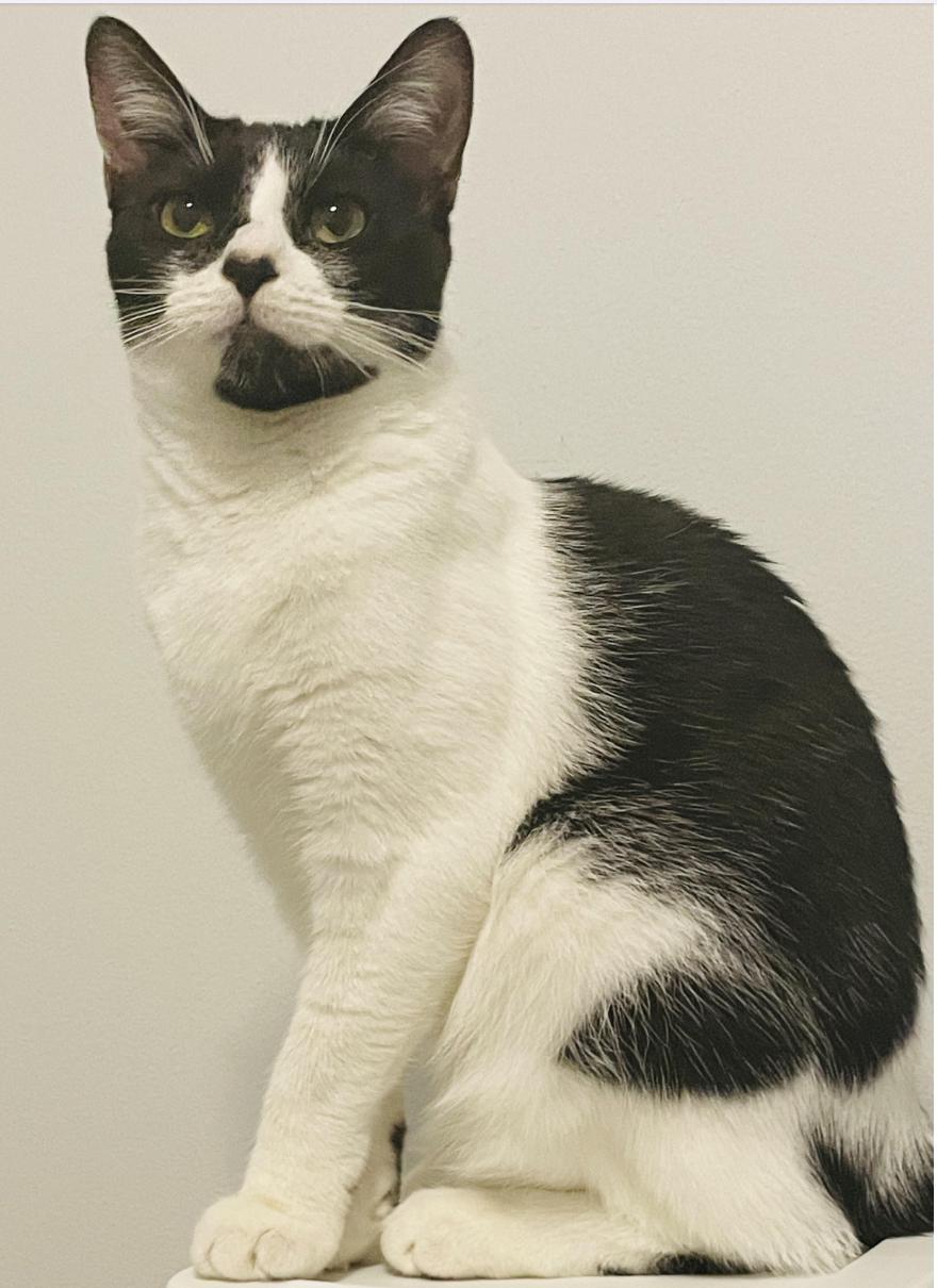 Enlarge Salsa, a Adoptable Domestic Short Hair in Greenburgh, NY image 1/5