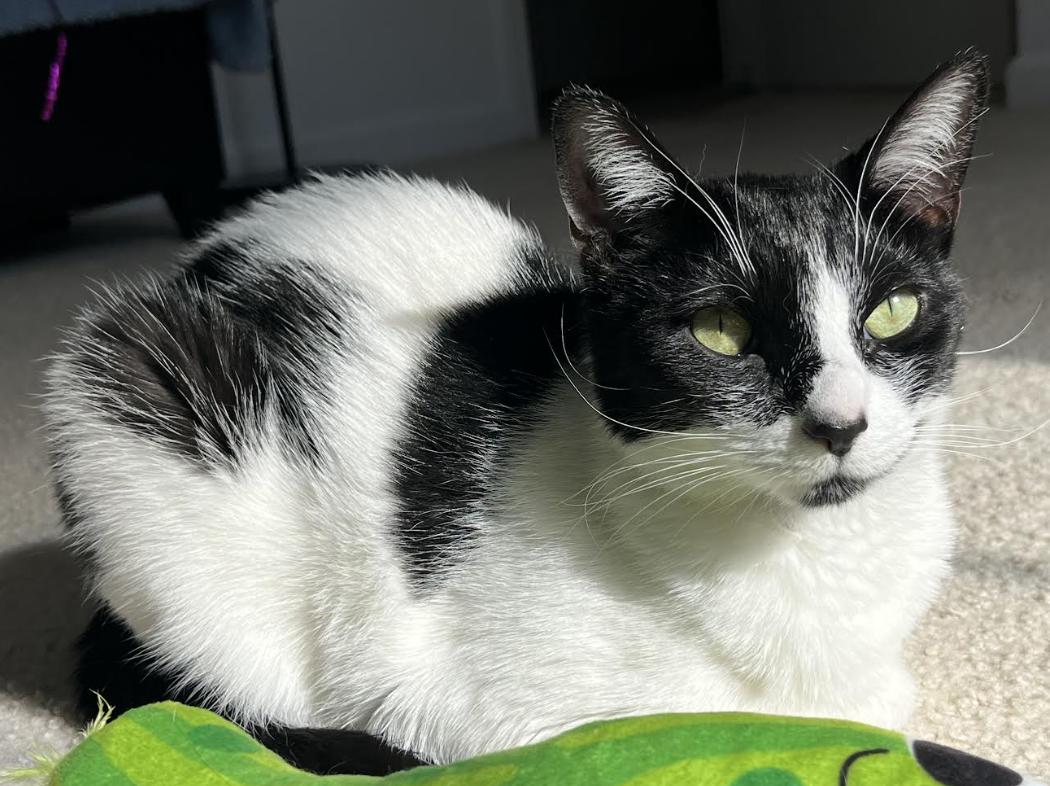 Enlarge Salsa, a Adoptable Domestic Short Hair in Greenburgh, NY image 3/6