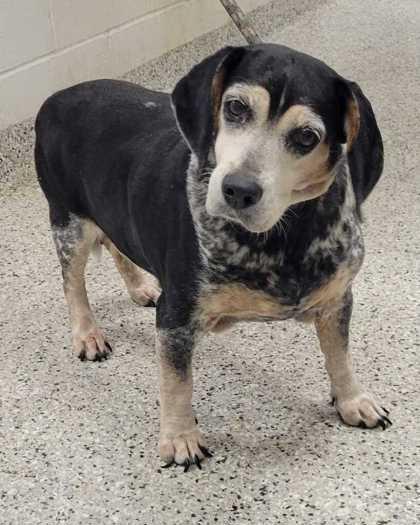 Blanche, Adoptable, Senior Female Beagle & Mixed Breed.