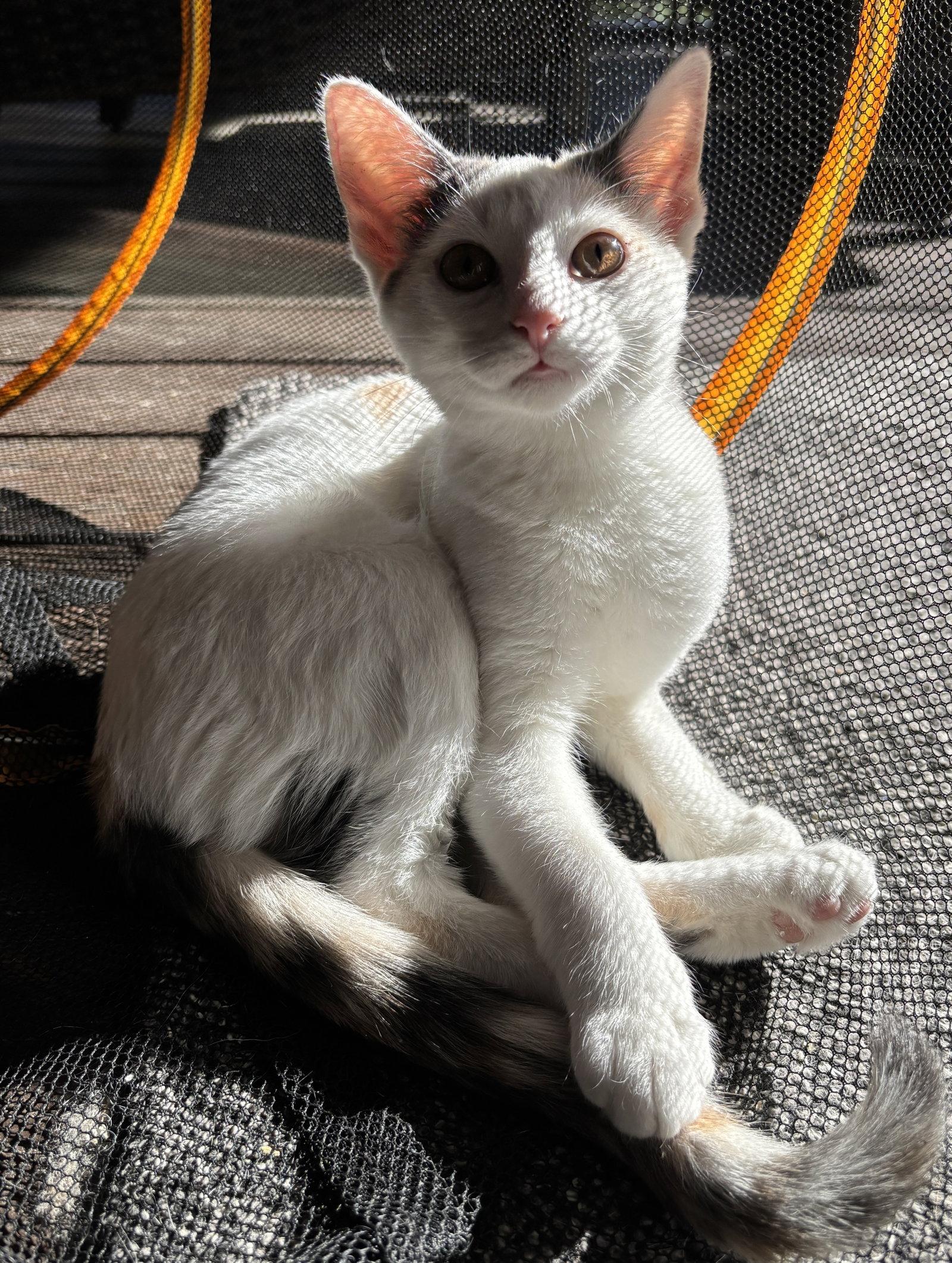 New Star, a Adoptable Domestic Short Hair in Colorado Springs, CO image 1/3