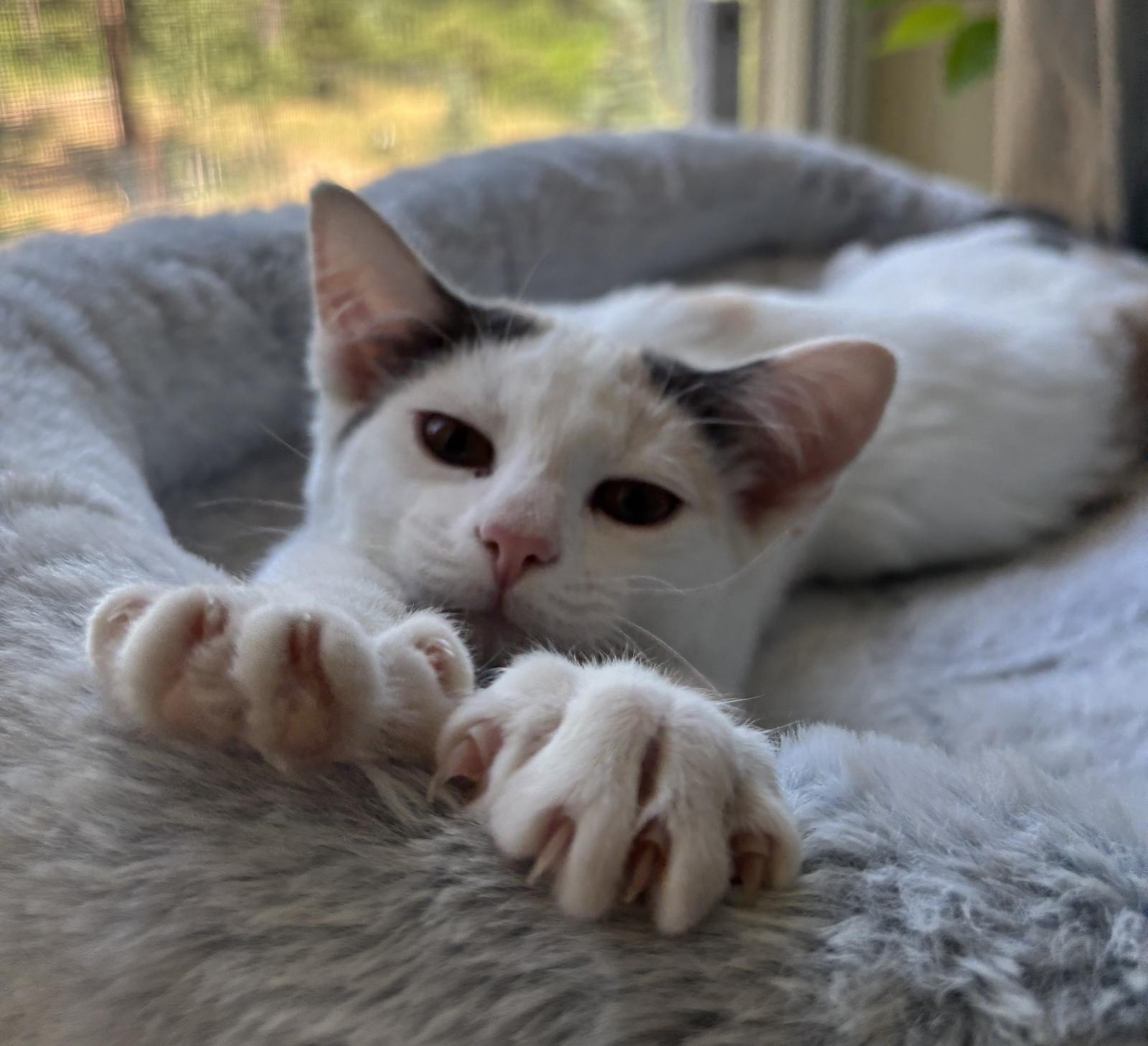 New Star, a Adoptable Domestic Short Hair in Colorado Springs, CO image 2/3