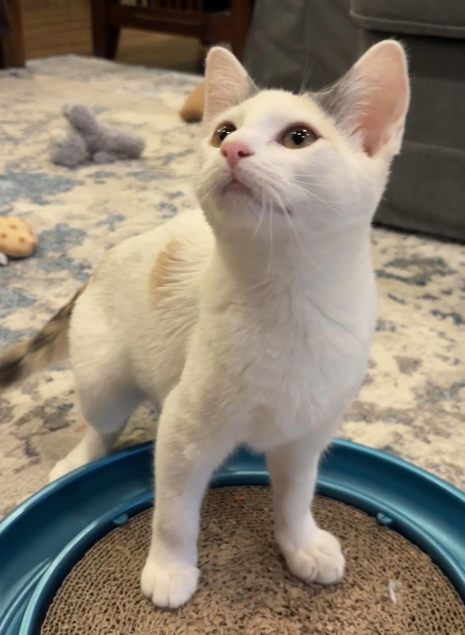 New Star, a Adoptable Domestic Short Hair in Colorado Springs, CO image 3/3