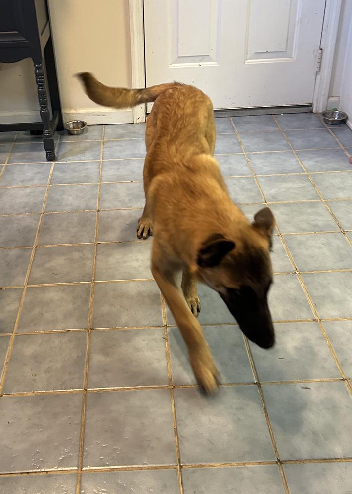 Foxy - Located in Georgia, a Adoptable Belgian Shepherd / Malinois in Smyrna, GA image 1/5