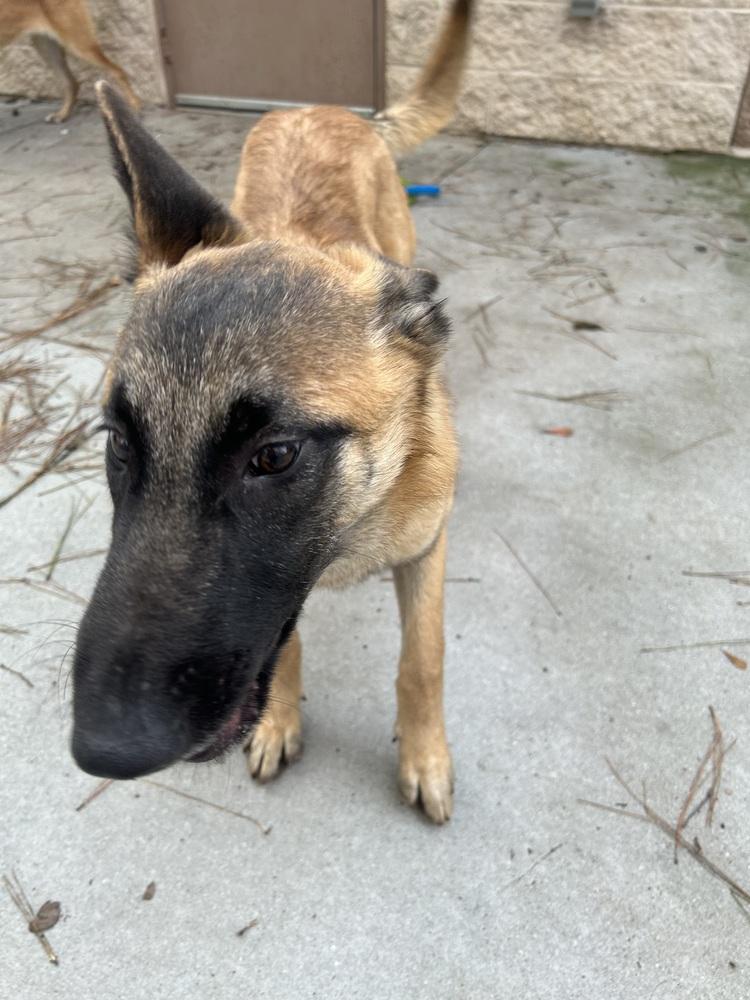 Foxy - Located in Georgia, a Adoptable Belgian Shepherd / Malinois in Smyrna, GA image 4/5