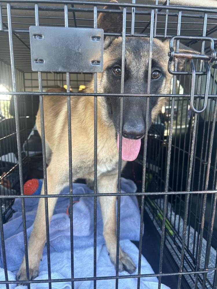 Foxy - Located in Georgia, a Adoptable Belgian Shepherd / Malinois in Smyrna, GA image 2/5