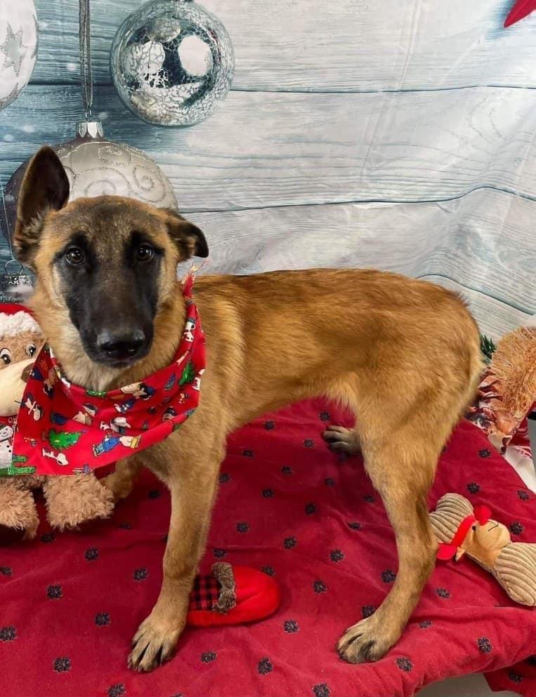 Foxy - Located in Georgia, a Adoptable Belgian Shepherd / Malinois in Smyrna, GA image 5/5