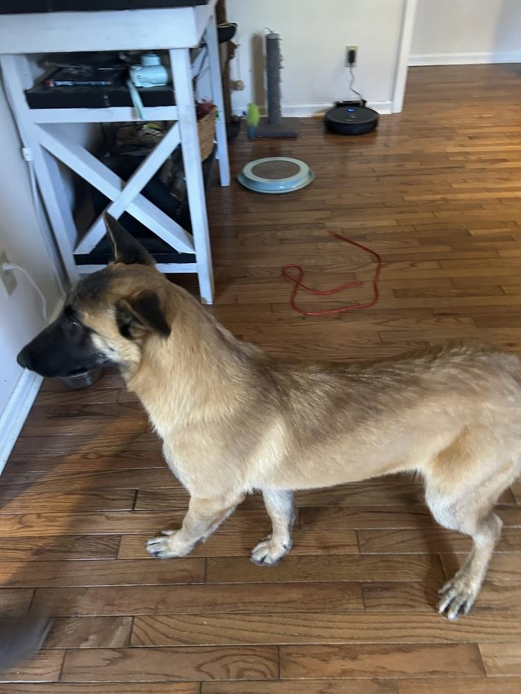 Foxy - Located in Georgia, a Adoptable Belgian Shepherd / Malinois in Smyrna, GA image 3/5