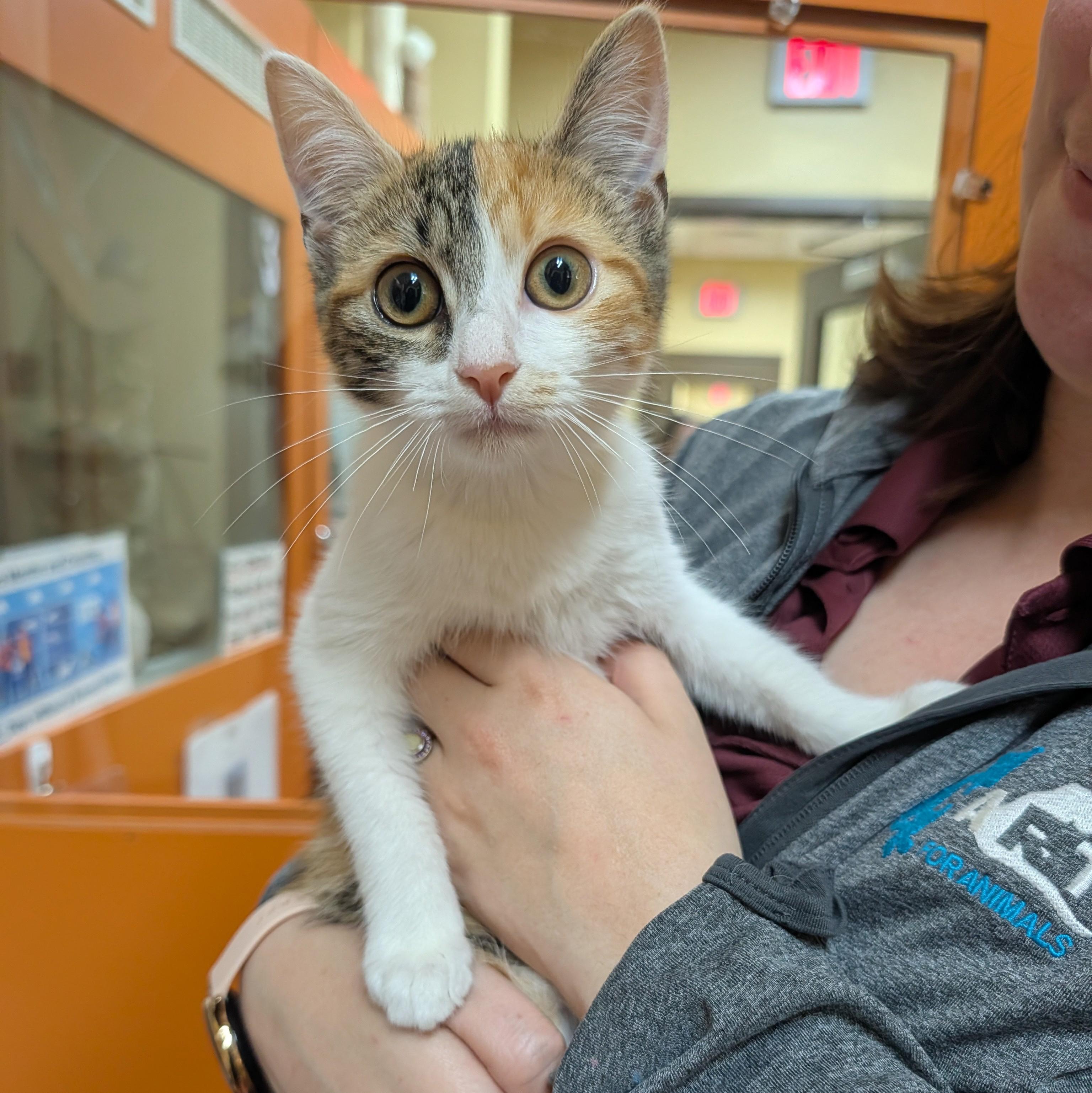 Nyla, Adoptable, Kitten Female Domestic Short Hair.