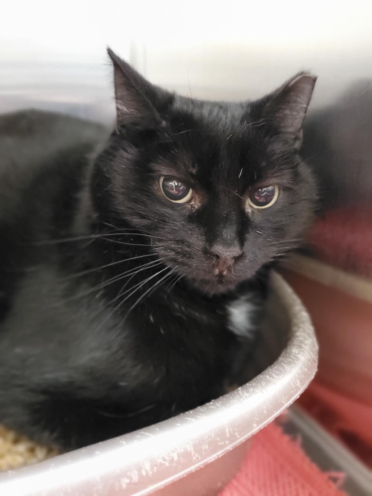 Licorice