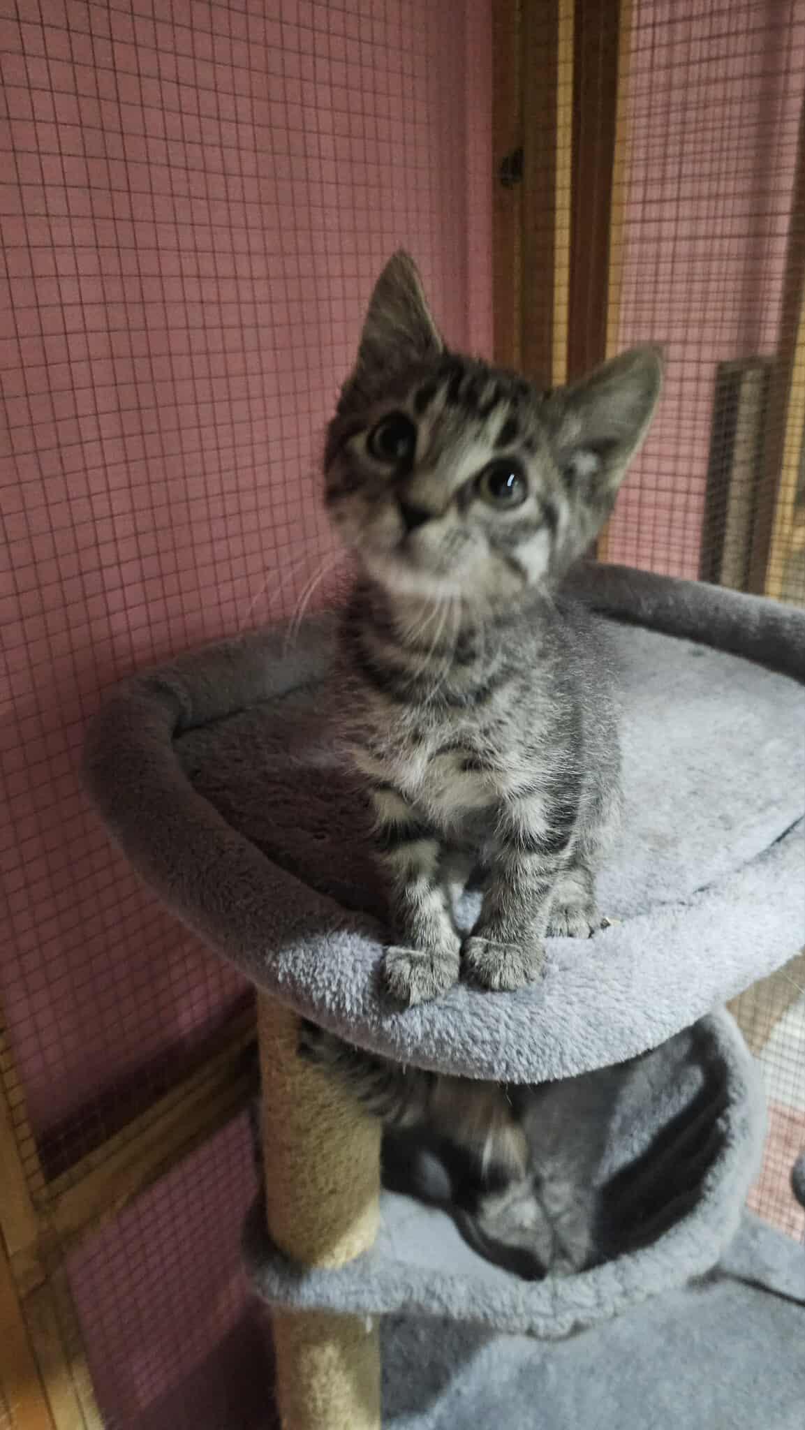 Shiggles, Adoptable, Young Female American Shorthair.