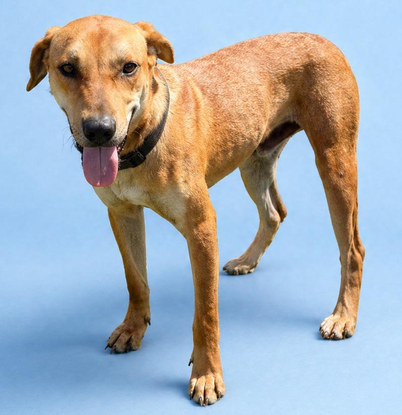 Enlarge Red, a Adoptable Black Mouth Cur in Wauchula, FL image 1/1