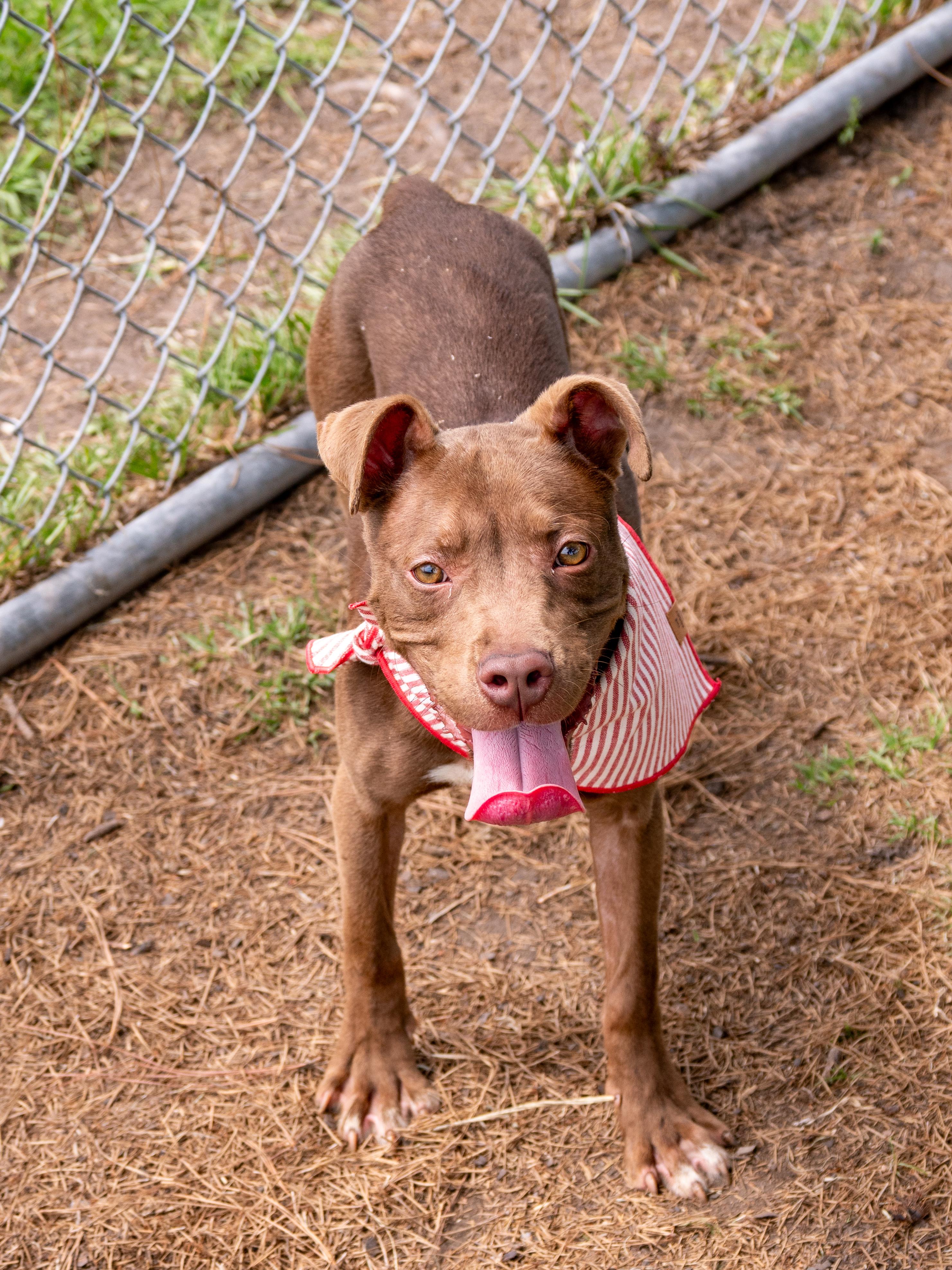 Kalani, adopted, Young Female Mixed Breed.