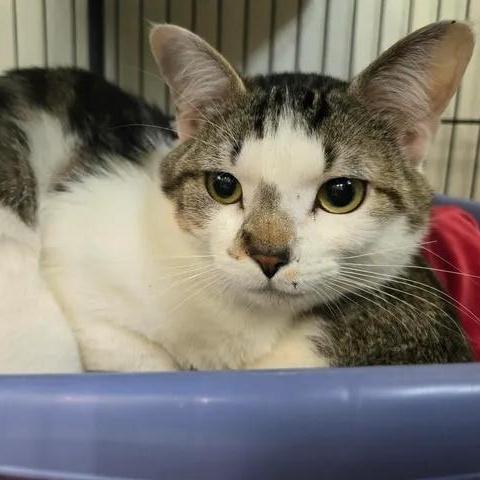 Ruffnut, ADOPTABLE, Adult Male Domestic Short Hair.