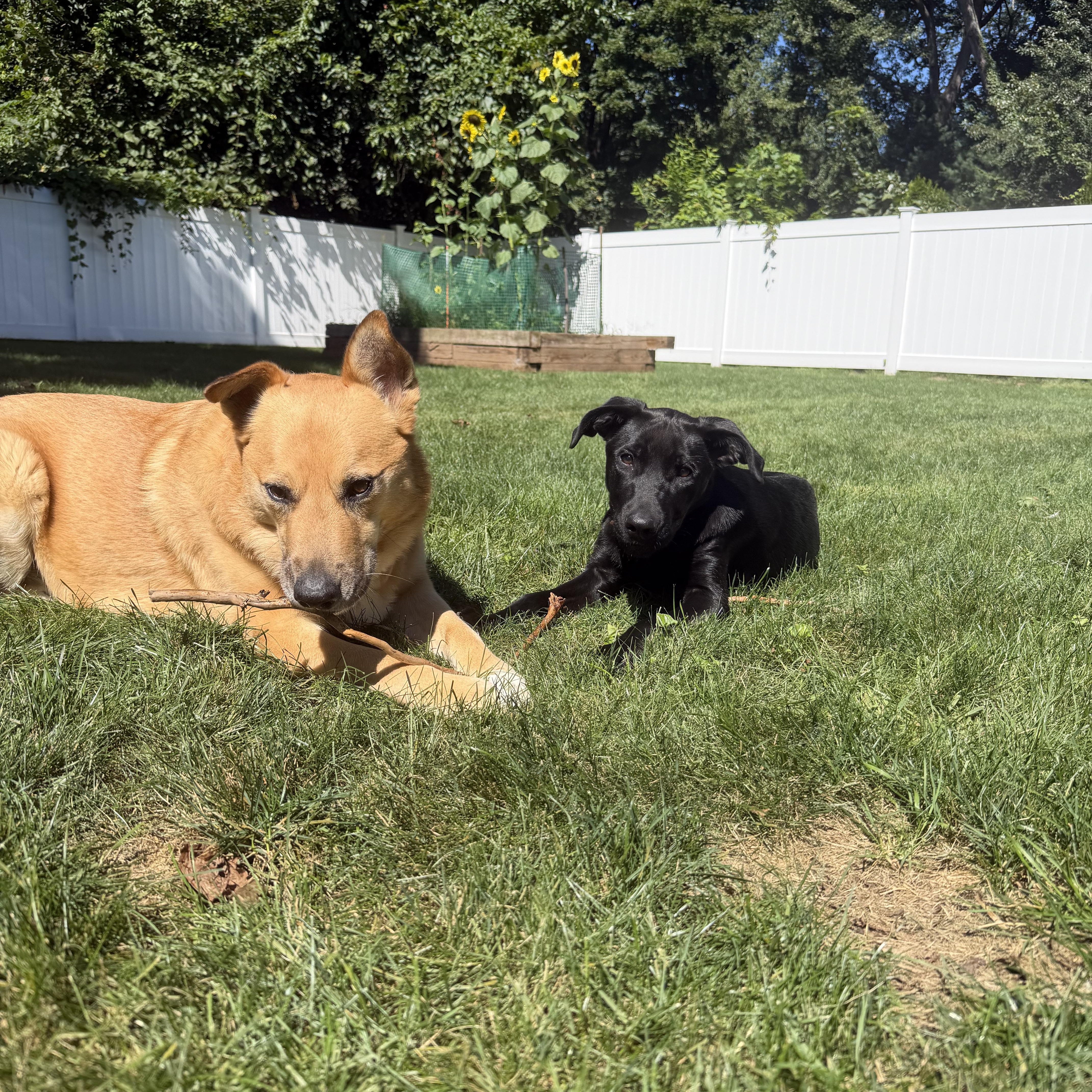 Enlarge Charlotte - In CT, a Adopted Black Labrador Retriever in Willington, CT image 4/6
