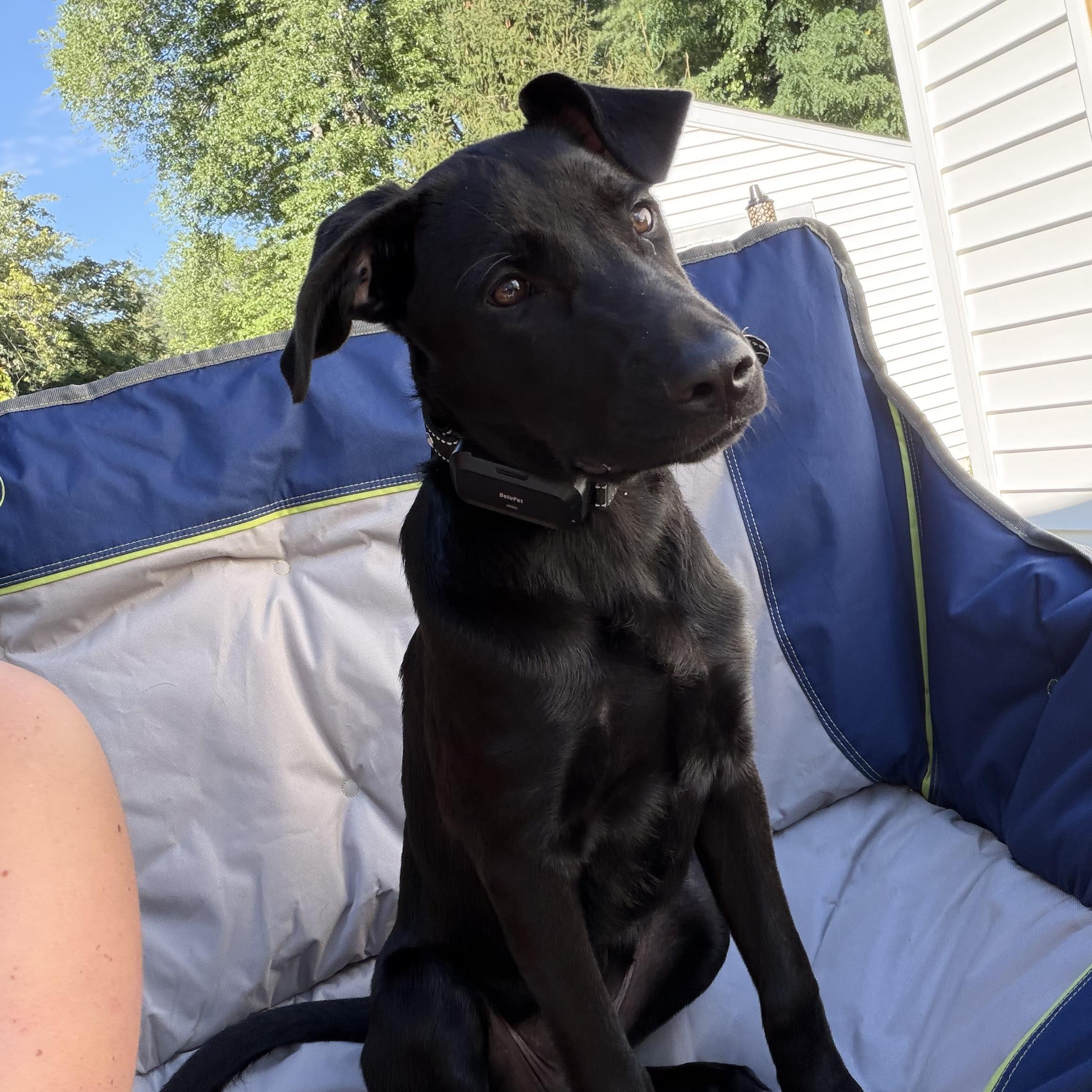 Charlotte - In CT, Adopted, Puppy Female Black Labrador Retriever.