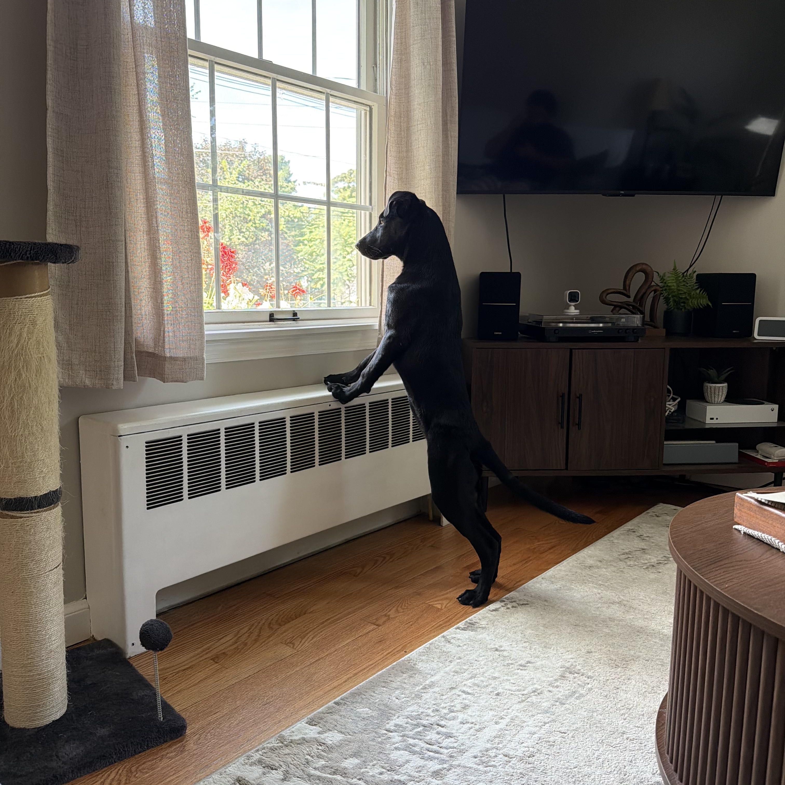 Enlarge Charlotte - In CT, a Adopted Black Labrador Retriever in Willington, CT image 3/6