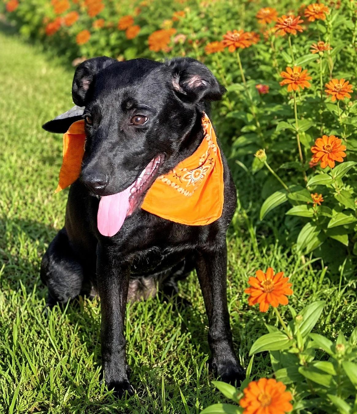 Charlotte - In CT, a ADOPTABLE Black Labrador Retriever in Willington, CT image 3/6