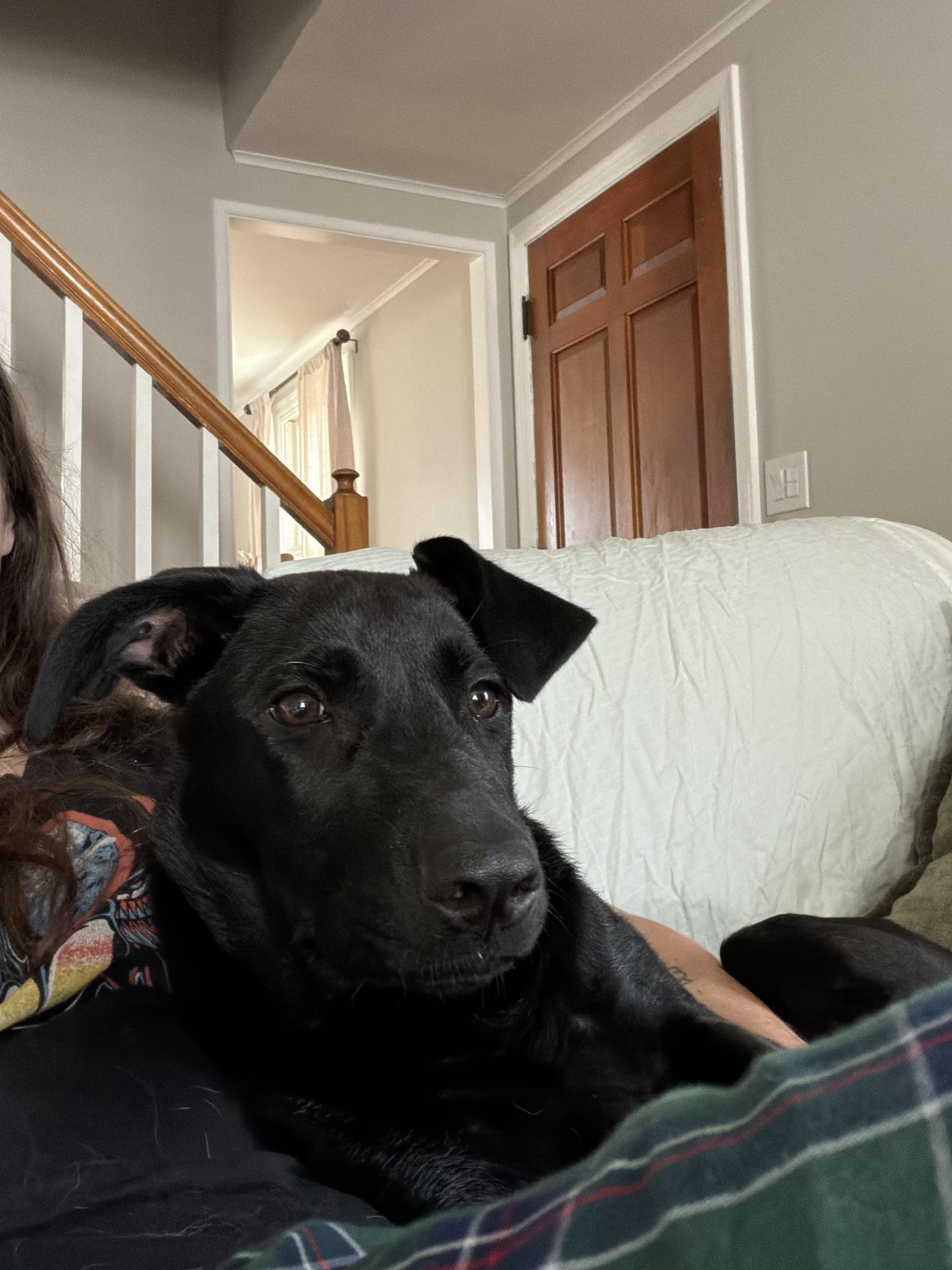 Enlarge Charlotte - In CT, a Adopted Black Labrador Retriever in Willington, CT image 5/6